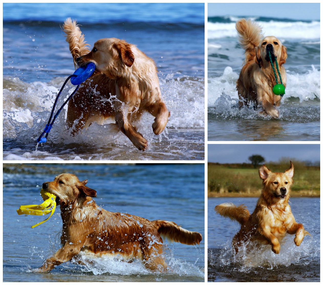 Golden retriever crashing through the waves and water