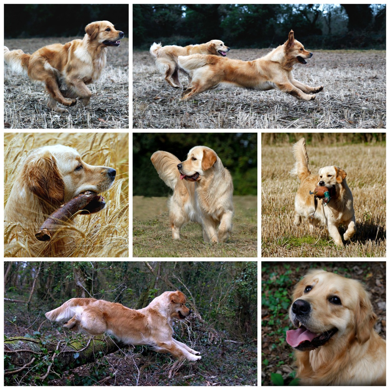 Deep true gold golden retriever bitch running and leaping