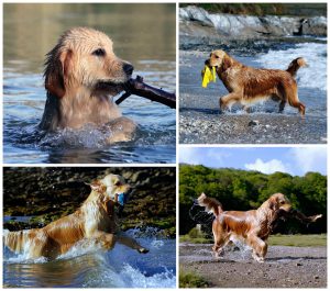 Golden retriever puppy leaping through surf and waves retrieving floats