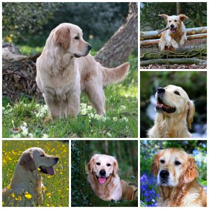 Calacarey Golden Retriever Dogs