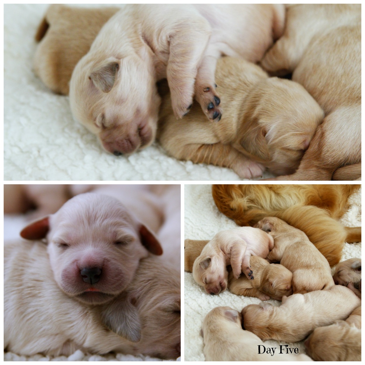 Five day old Calacarey Golden Retriever puppies